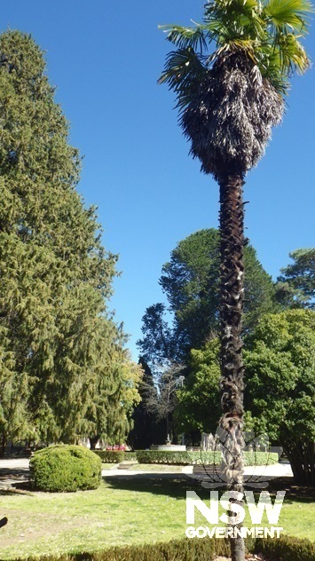 Significant trees: to the left is a Chinese funeral  cypress; at right is a Chusan / windmill palm; in rear are pines.