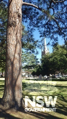 Western Yellow Pine (left), looking towards  tower and steeple of Cathedral of St. Mary and St. Joseph.