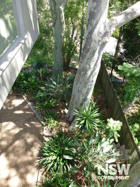 View of front garden plantings from Lyons House showing relationship of gum tree to cantilievered room.