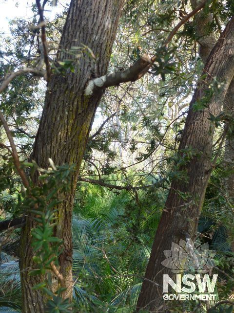 Stringy bark gum trees growing on property near house - such trees provided the timber for panelling for external walls