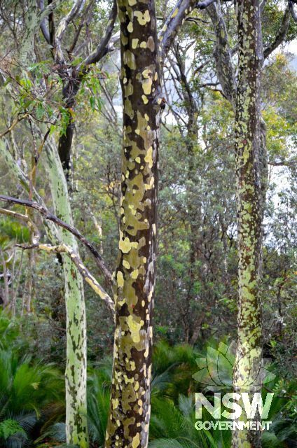 Spotted gum trees growing on property near house - such trees provided the timber for the log framework for the house