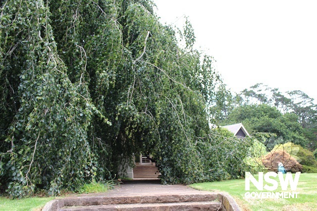 Weeping Beech (Fagus sylvatica 'Pendula', reported as the oldest in Australia.