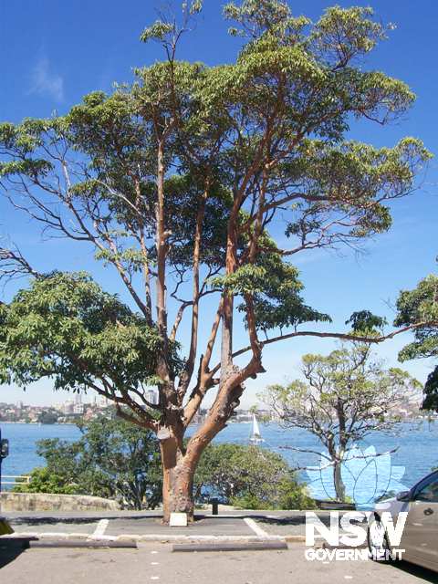 Tree planted as a memorial to HMAS Perth and her crew in 1964.