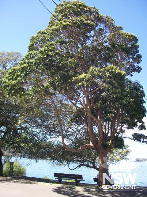 tree with plaque at base planted in 1964 as a memorial to HMAS Sydney II and her crew