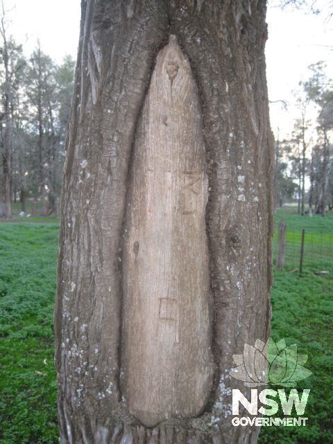 Scar tree at Savernake