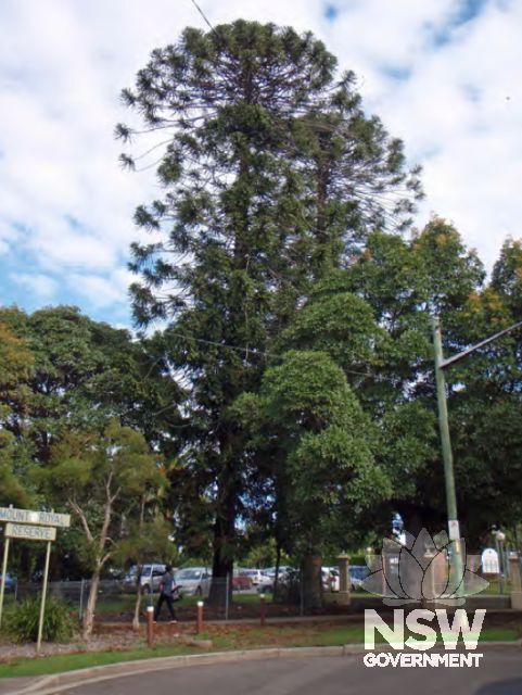 A bunya pine marks the site of one of the Victorian mansions demolished in the early 1960s. From Weir Phillips HIS, 2011.