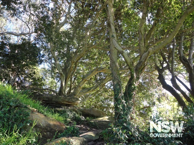 Figs growing on rock platforms