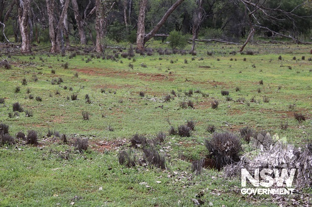 Chinese market gardens utilising soakage from the largest Mines Tank