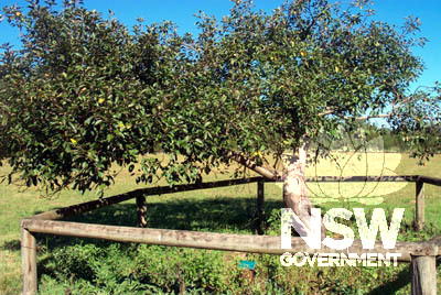 The small Gravenstein apple tree planted c.1837  is believed to be one of the oldest apple trees still in existance in the country. (Location. Orchard - Zone 12)