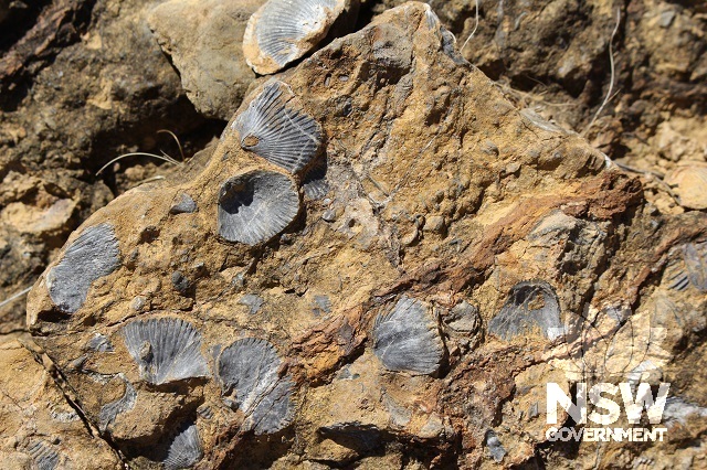 Shell fossils