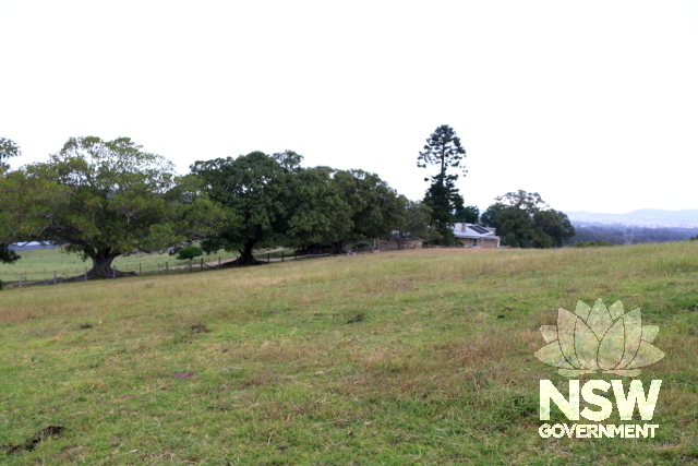 Entrance drive with Morton Bay figs and homestead with Bunya pine, as viewed from the mill tower.