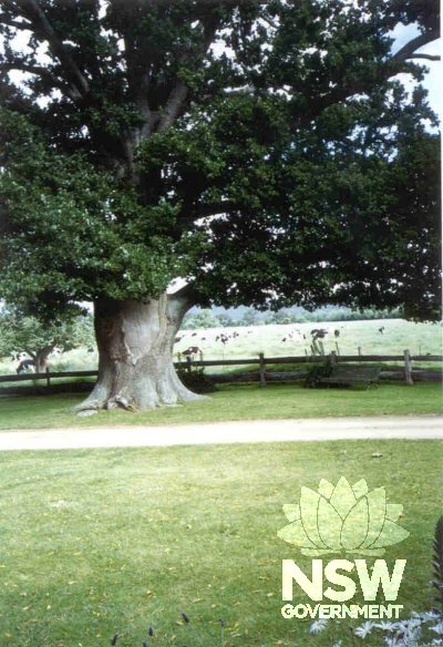 Mature oak tree at Oaklands, planted in the c1860s