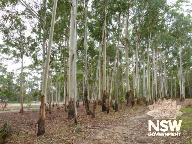 Stand of gum trees planted by the Myer family near Myer House