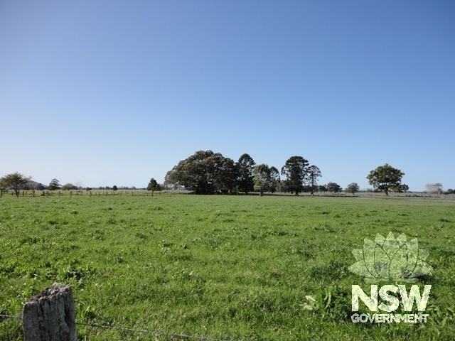 Fig Trees and Bunya Pines indicate the area where the original milking sheds were located.