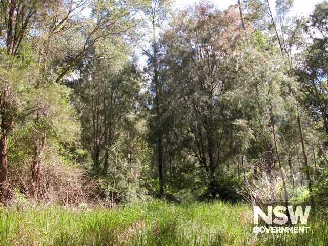 Approximate location of cook house remains and general view of vegetation in the vicinity of Kiln I