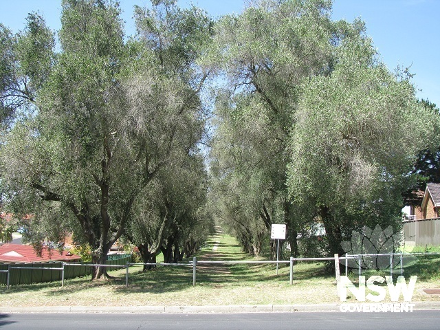 Row of Olives, from Minchin Drive Minchinbury