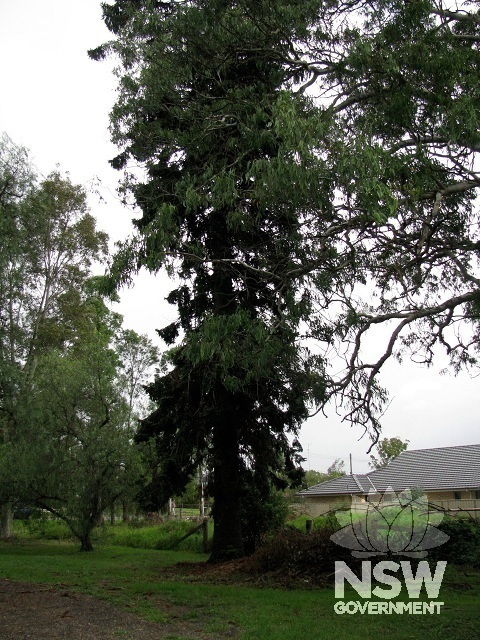 Hoop Pine