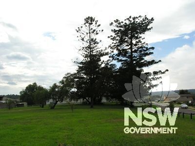 Auracaria trees, Blair Athol (looking north-east to Blair Athol from near The Kia).