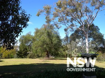 Denham Court house - informal avenue of trees to east of house