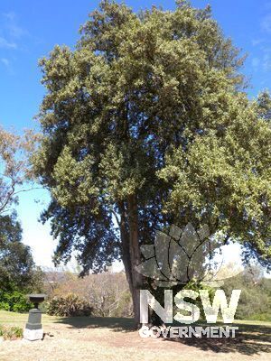 Denham Court house - Norfolk Island Hibiscus  East of house