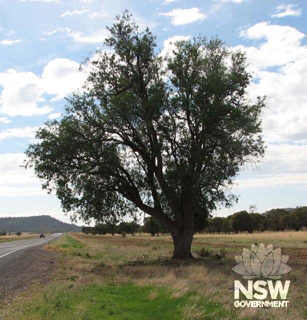 Heterodeudron Oleifolium (Western Rosewood). Listed on Forests New South Wales Database.