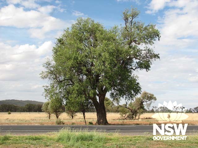 Heterodeudron Oleifolium (Western Rosewood). Listed on Forests New South Wales Big Tree Database.