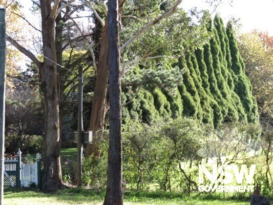 Pukekura Park Garden