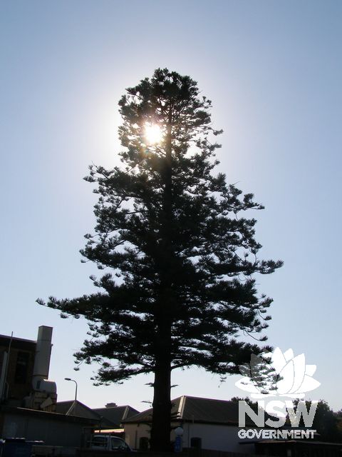 Windradene Nolfolk Island Pine
