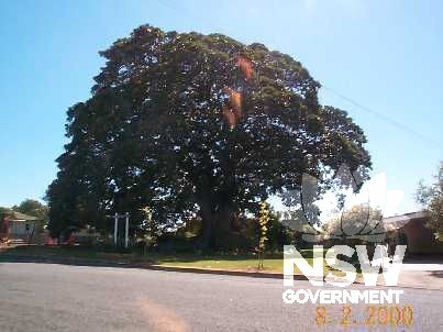 Moreton Bay Fig Tree.