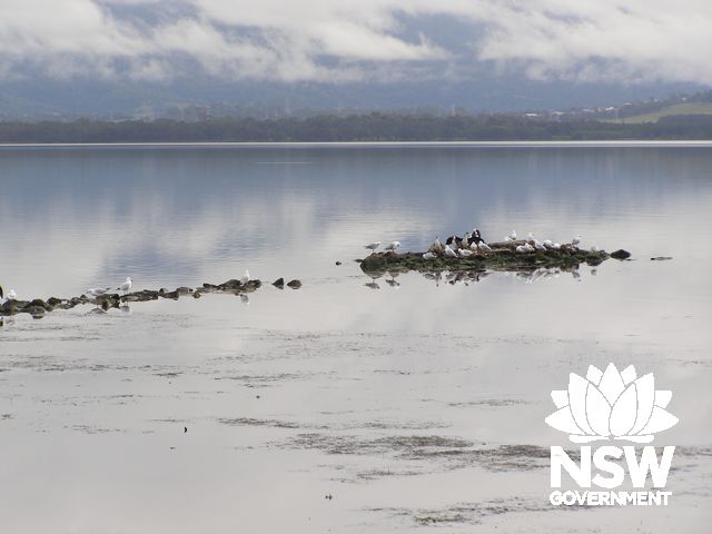 Jetty Relic Low Tide.