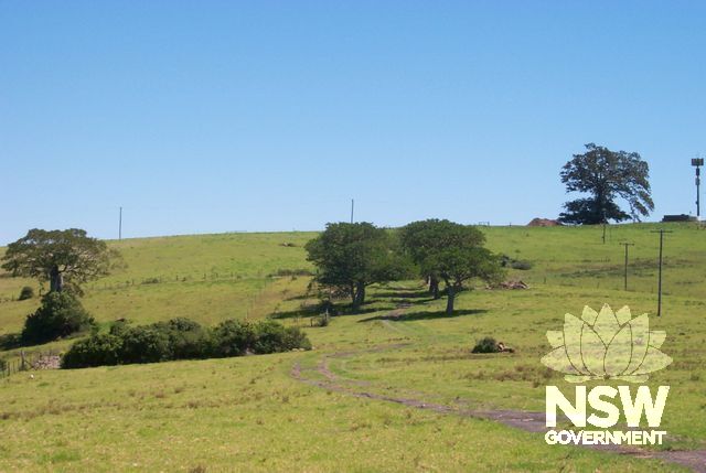 Bellmont Avenue of Coral trees looking north towards The Hill (in 2019 no longer standing).