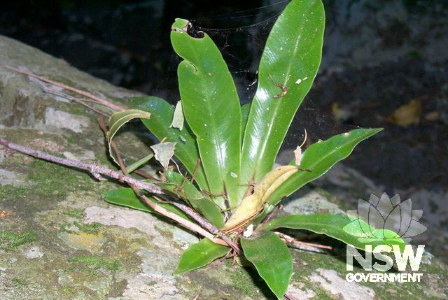 Whispering Gallery - immature birds nest fern.