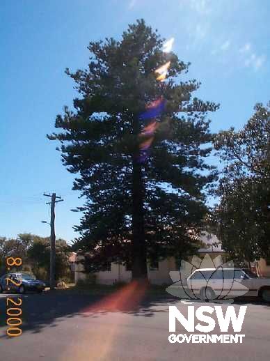 Nolfolk Island Pine.