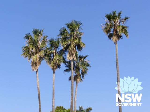 Cabbage Tree Palms.