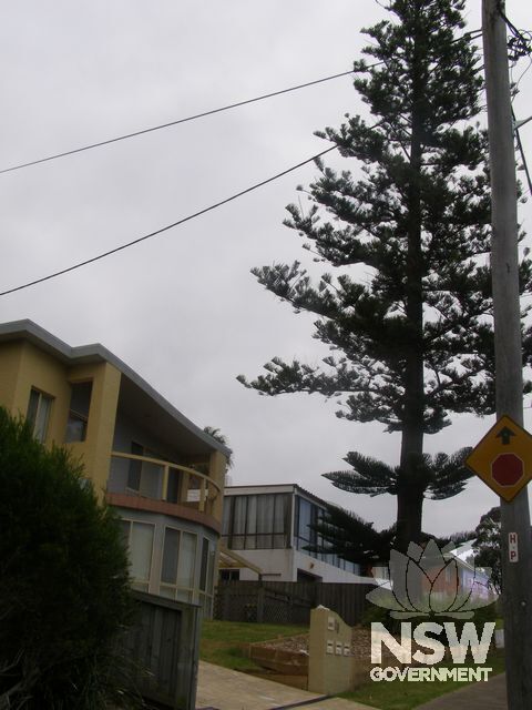 Norfolk Island Pine.