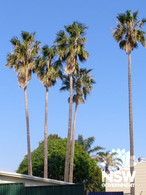 Cabbage Tree Palms.