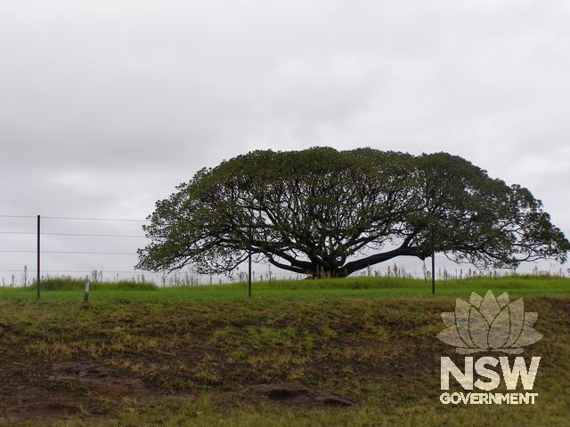 Fig Tree.