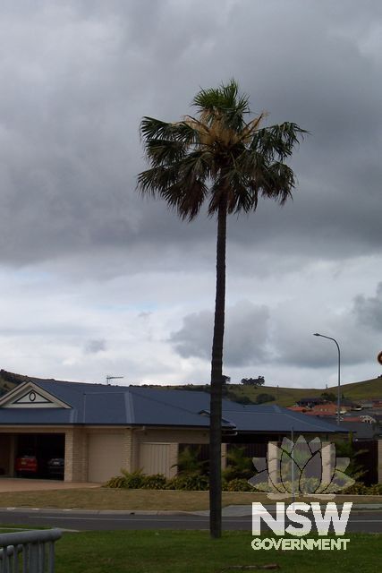 Cabbage Tree Palm.