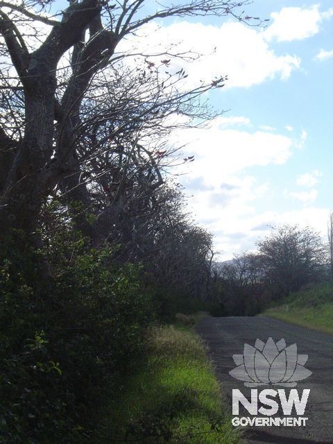 Coral Trees.