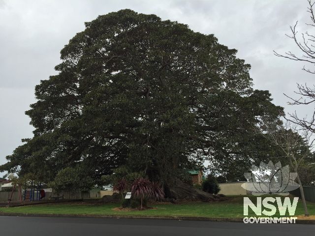 Moreton Bay Fig Tree 2015.