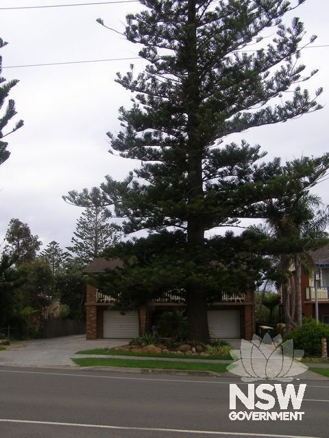 Norfolk Island Pine.
