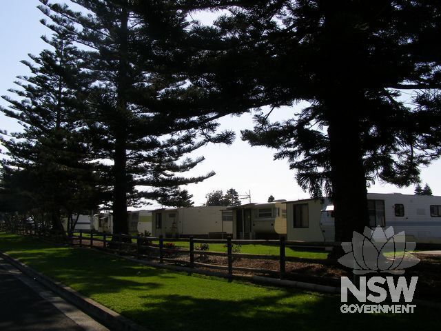 Norfolk Island Pine Trees.
