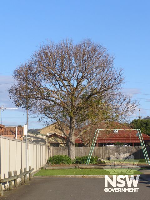 Australian Red Cedar.