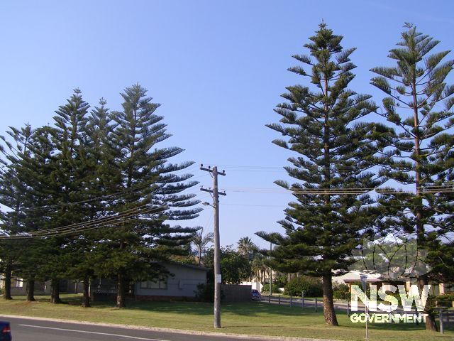Norfolk Island Pine Trees.