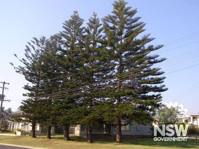 Norfolk Island Pine Trees.
