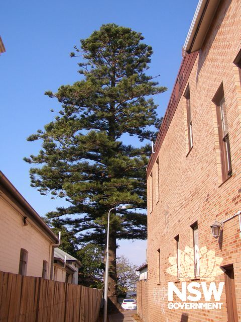 Windradene Norfolk Island pine.