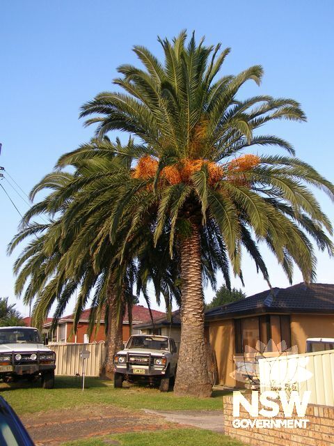 Canary Island Palm Trees.