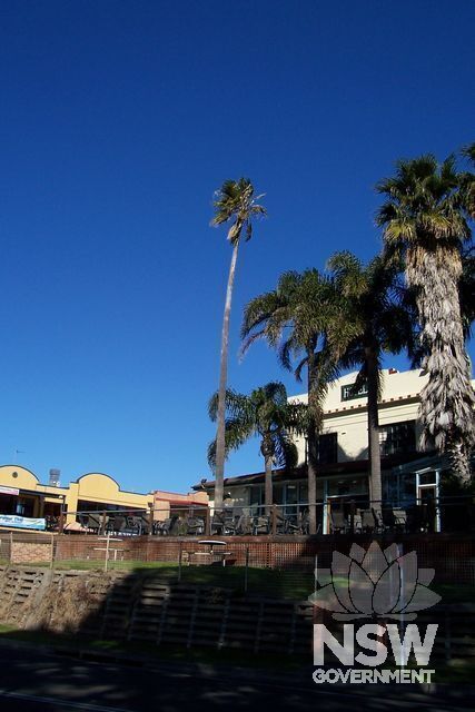 Cabbage Tree Palms.