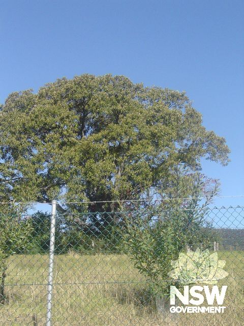 Rosetta Hill.