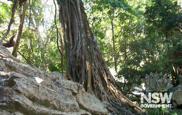 Whispering Gallery -  fig tree on rock shelf.